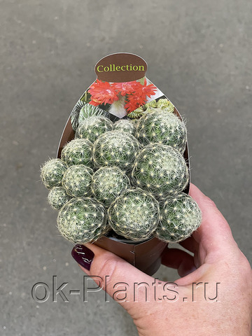 Маммиллярия Шиде Гиселае