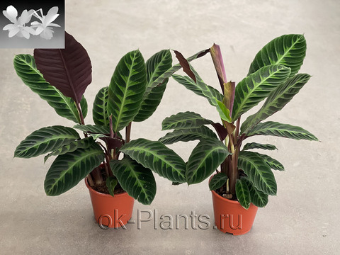 Калатея Варшевичи