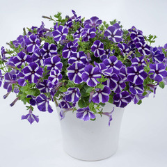 3211 Петуния CASCADIAS Purple Gem (Весна 2026)