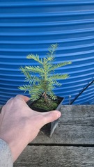 Секвойя вечнозелёная Sequoia sempervirens