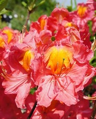 Азалия Azalea juanita