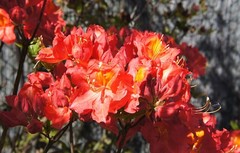Азалия Azalea juanita