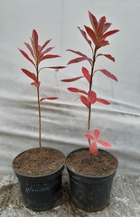 Teofrast Азалия Azalea juanita