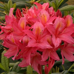 Азалия Azalea juanita