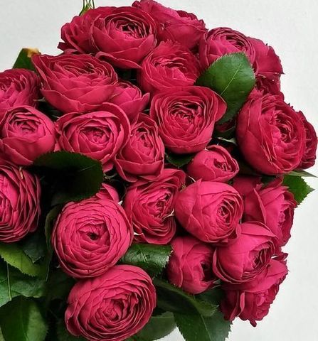Роза Ред Лейс (Red Lace)