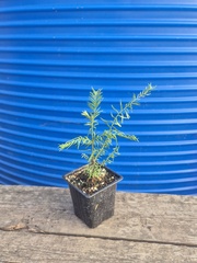 Секвойя вечнозелёная Sequoia sempervirens