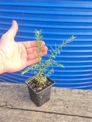 Секвойя вечнозелёная Sequoia sempervirens