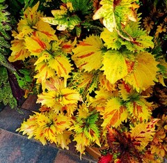 Николь Тай колеус