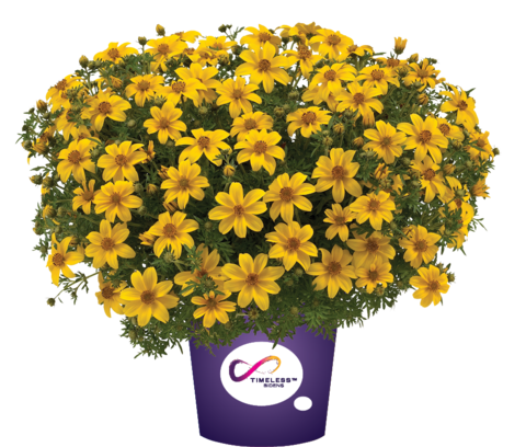 1313 Биденс TIMELESS COLLECTION YELLOW CHARM