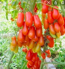 Семена Томат Фляшен