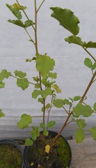 Teofrast Лакрица солодка Glycyrrhiza glabra
