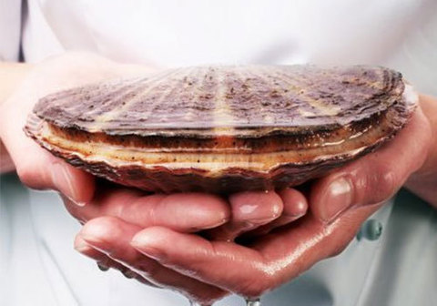 Морской гребешок живой, шт