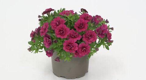 19271 Калибрахоа MINIFAMOUS ORO DOUBLE MAGENTA (ОСЕНЬ 2025)
