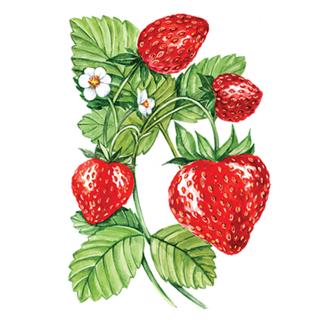 Сироп Клубника  ProffSyrup