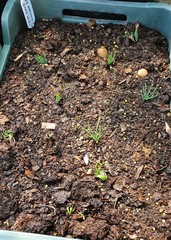 Teofrast Семена Сосна болотная pinus palustris
