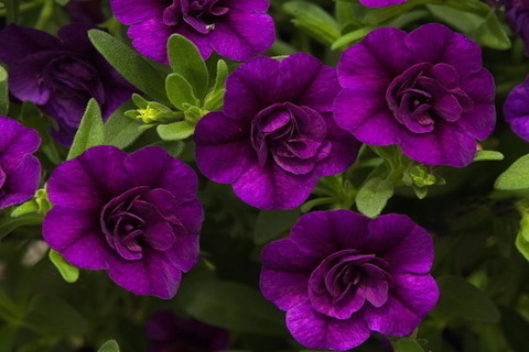 19262 Калибрахоа MINIFAMOUS NEO DOUBLE PURPLE ICE (ОСЕНЬ 2025)