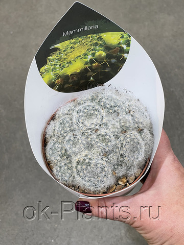 Маммиллярия Гласа