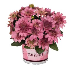 2711 Остеоспермум MARGARITA DOUBLE PINK (ОСЕНЬ 2025)
