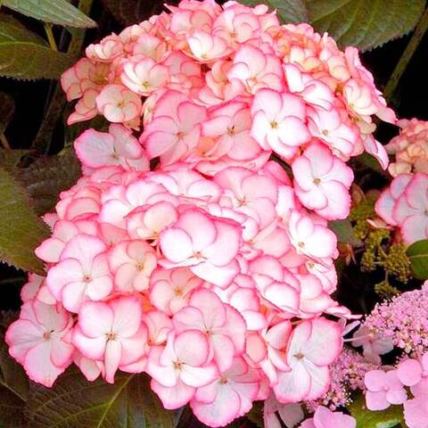 №20 Укорененный черенок Гортензия крупнолистовая САБРИНА (Hydrangea macrophylla «Sabrina») (ЗКС)