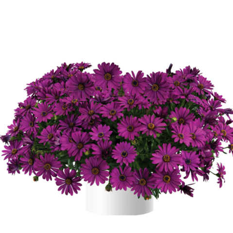 2752 Остеоспермум OSTICADE Purple (Весна 2026)