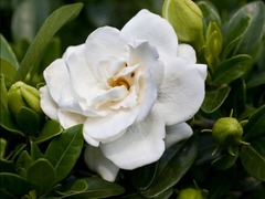 Teofrast Гардения жасминовидная Crown Jewel
