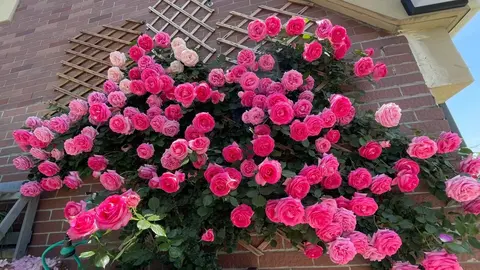 Цикламен Пьер де Ронсар (Cyclamen Pierre de Ronsard)