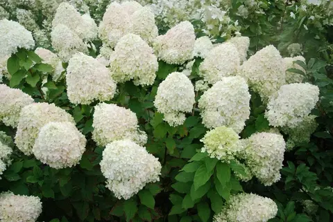 Гортензия метельчатая ФАНТОМ (Hydrangea paniculata «Phantom») (ЗКС)