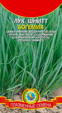 Семена лук Шнитт Богемия