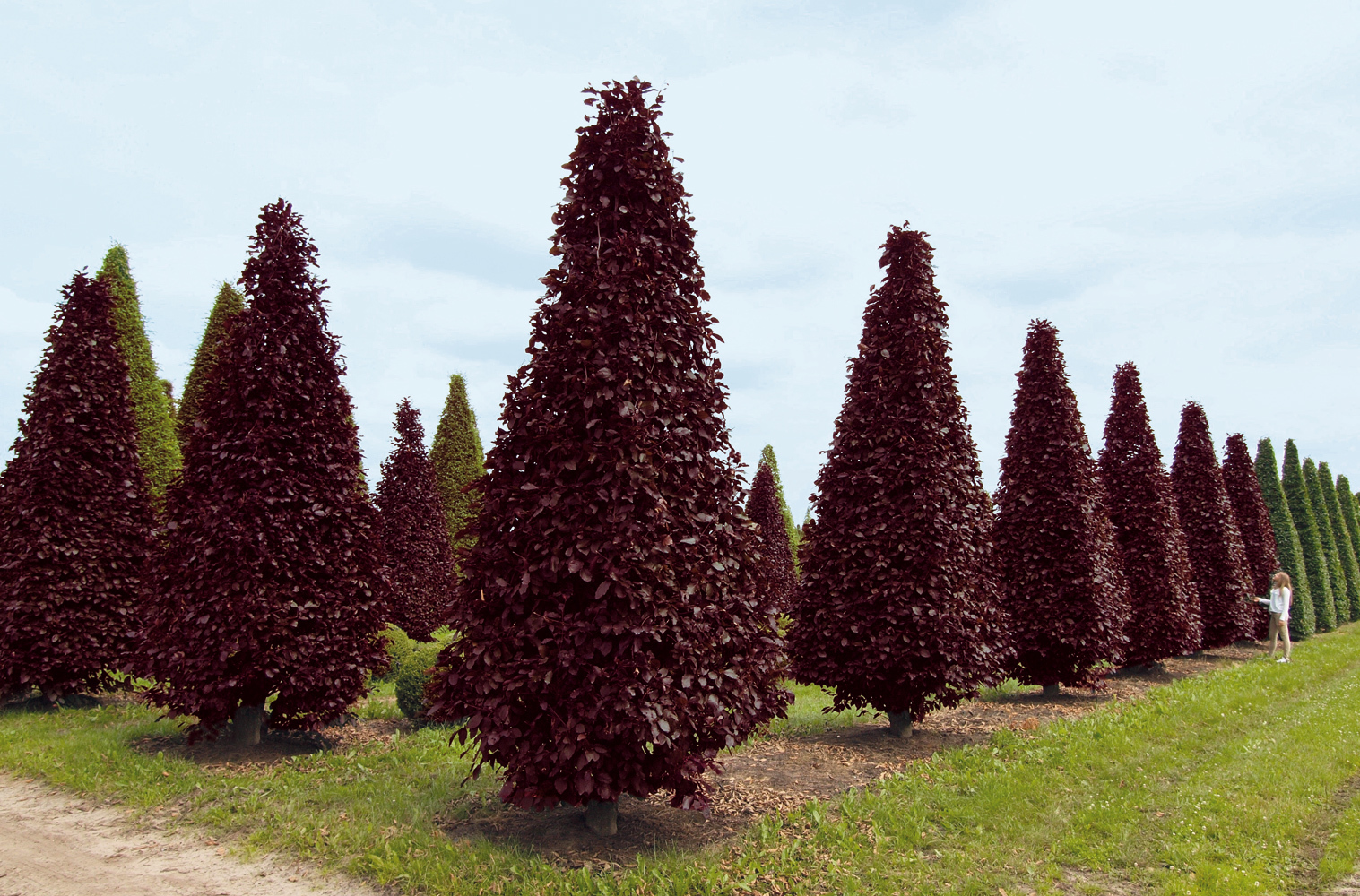 Семена Бук европейский пурпурный Fagus sylvatica Atropurpurea
