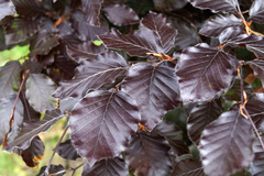 Teofrast Бук европейский пурпурный Fagus sylvatica Atropurpurea