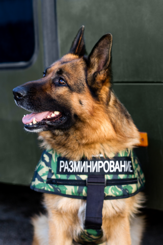 Жилет защитный кинологический НОРД-2-1