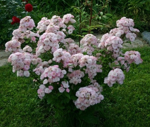 Букет Парфе (Bouquet Parfait)