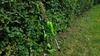 Кусторез штанговый аккумуляторный Greenworks Арт. 2300407, 40V, 51см, без АКБ и ЗУ — фото 3