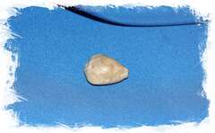 Раковина Ципрея овата (Barycypraea ovata murisimillis) ископаемая 1шт., 4см.