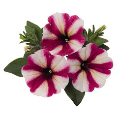 3261 Петуния SWEETUNIA HOT PINK TOUCH (Весна 2026)
