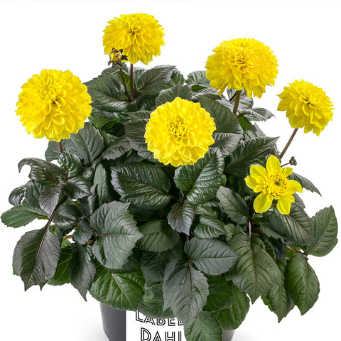 1761 Георгин LABELLA MAGGIORE FUN CHOCOLATE YELLOW