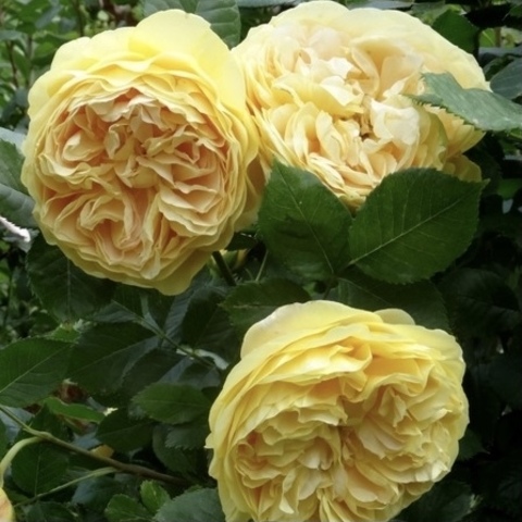 Голден Зест(Golden Zest (100 Idees Jardin))