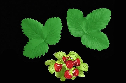 Вайнер лист Земляники /клубники большой