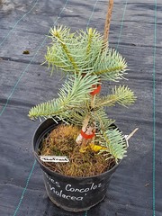 Teofrast Пихта одноцветная Виолацея Abies Concolor Violacea