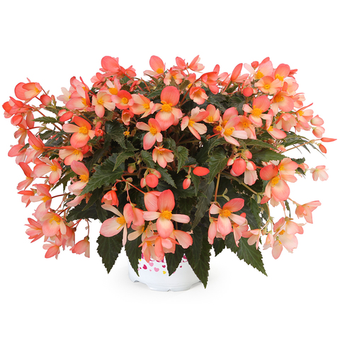 1247 Бегония WATERFALL ANGEL SOFT ORANGE