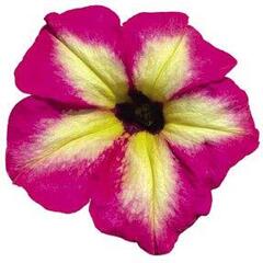 32476 Петуния ALPETUNIA MAGENTA YELLOW STAR (ОСЕНЬ 2025)
