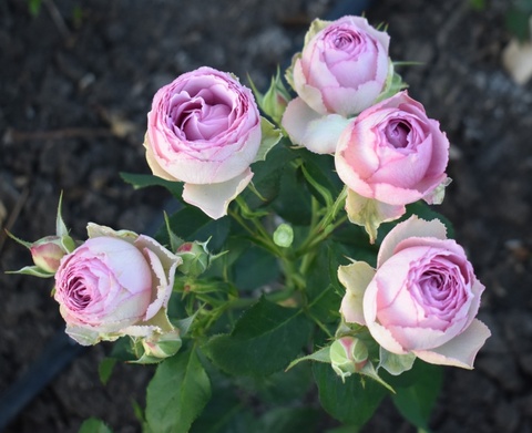 Лавандер лейс(Lavender Lace)