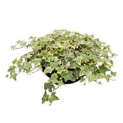 8402 Плющ HEDERA GOLD CHILD (ОСЕНЬ 2025)