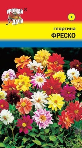 Семена Георгина Фреско смесь, Одн