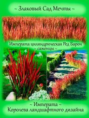 Злаки