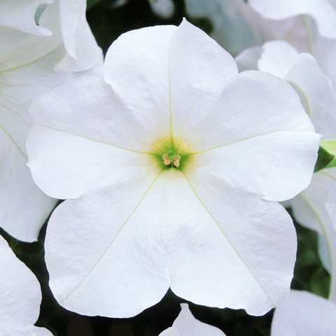 3225 Петуния Fanfare White (Весна 2026)