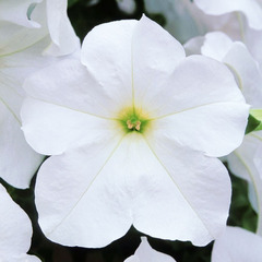 3225 Петуния Fanfare White (Весна 2026)