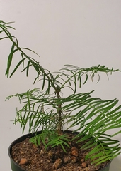 Teofrast Метасеквойя  Metasequoia