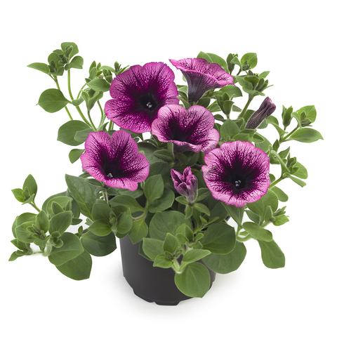 3271 Петуния Tea Magenta Vein (Весна 2026)