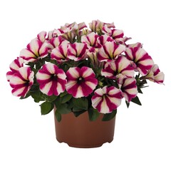 3261 Петуния SWEETUNIA HOT PINK TOUCH (Весна 2026)